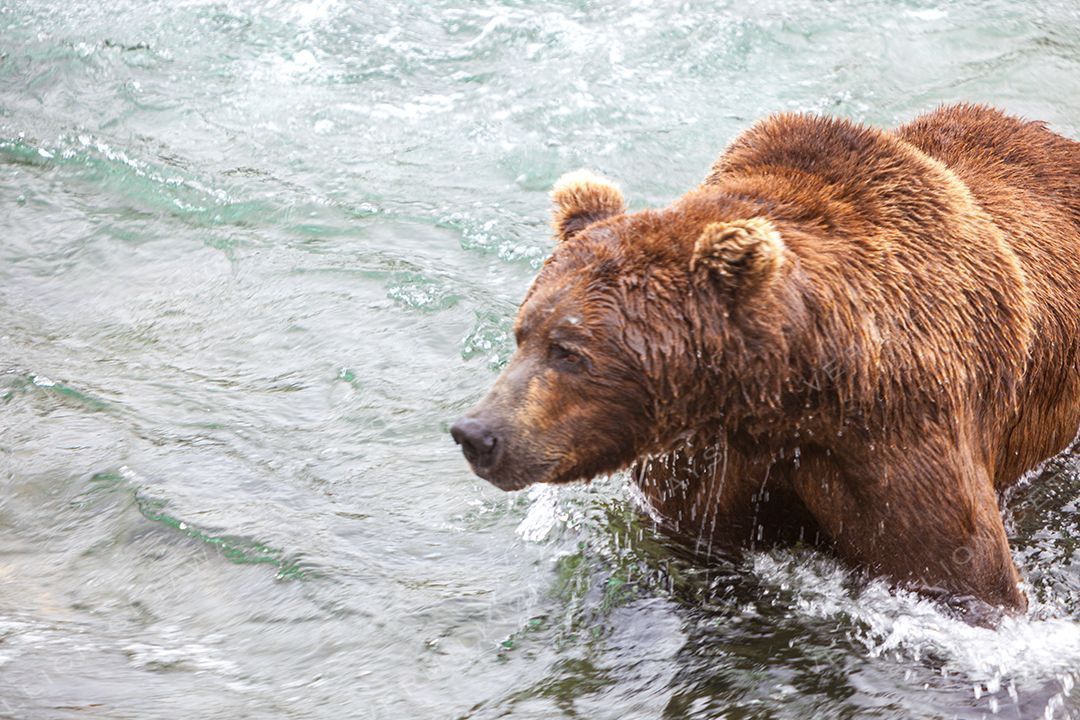 Bears, Eagles & the Last Frontier — photograph by Hari Iyer