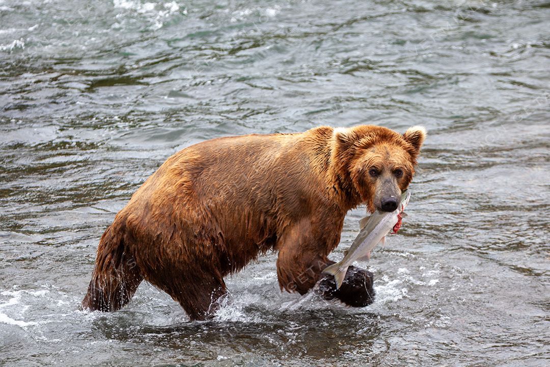 Bears, Eagles & the Last Frontier — photograph by Hari Iyer
