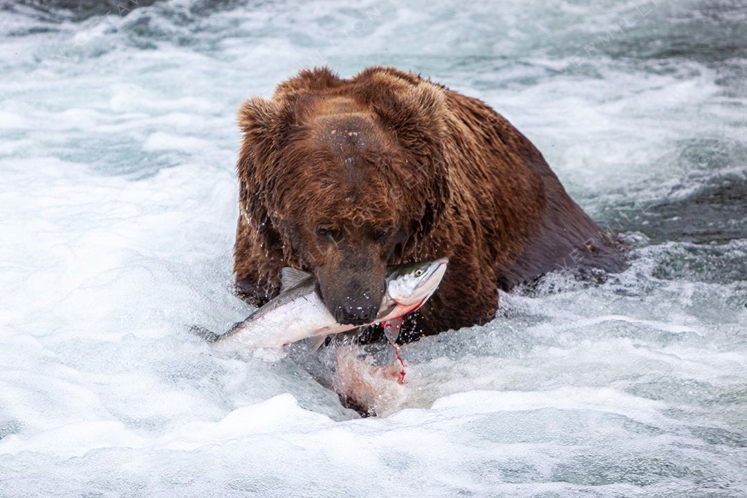 Grizzly bear at Brooks Falls, Katmai