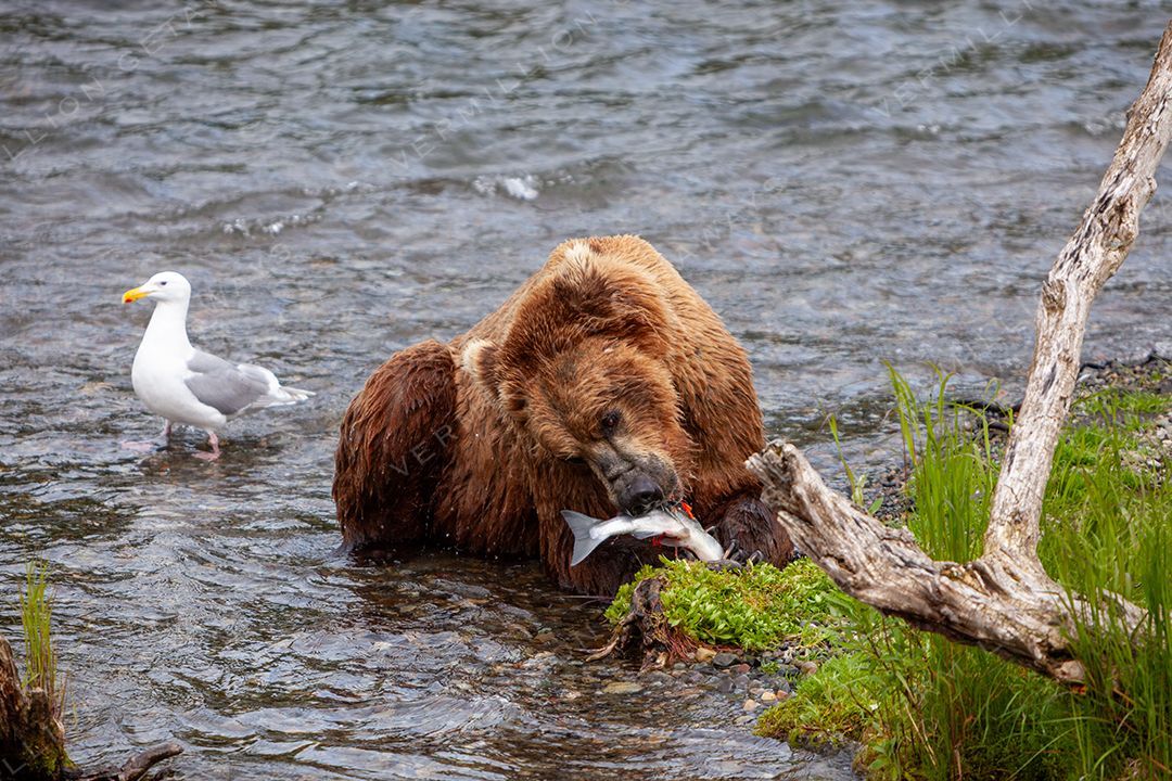Bears, Eagles & the Last Frontier — photograph by Hari Iyer