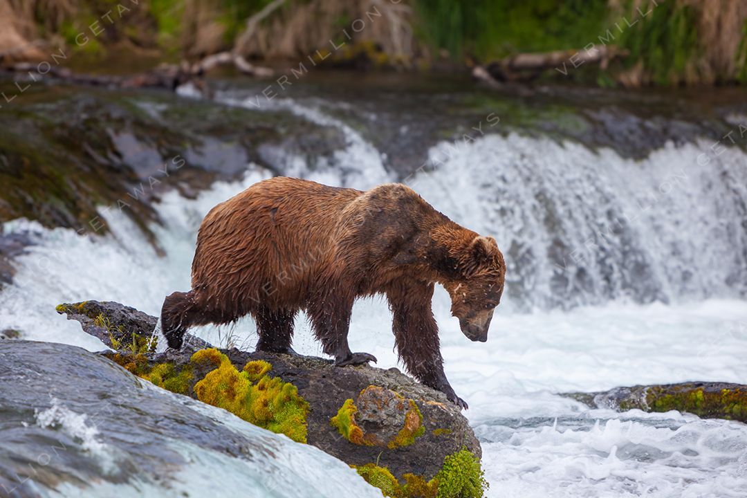 Bears, Eagles & the Last Frontier — photograph by Hari Iyer