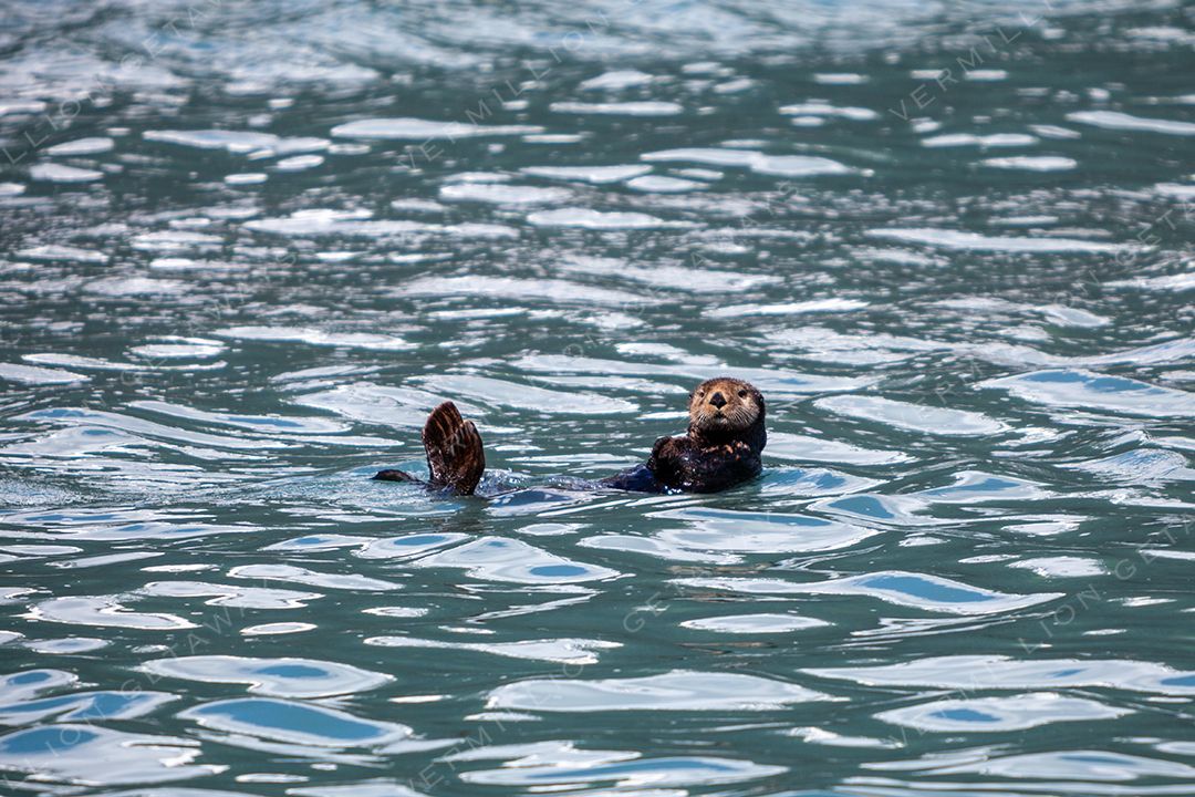 Bears, Eagles & the Last Frontier — photograph by Hari Iyer