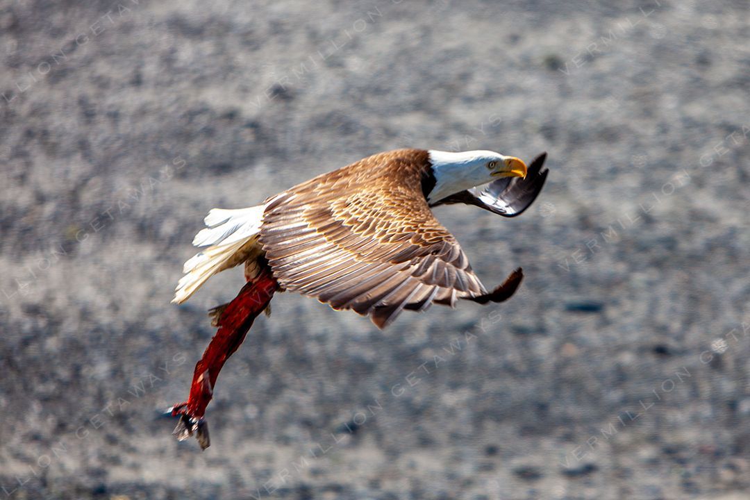 Bears, Eagles & the Last Frontier — photograph by Hari Iyer