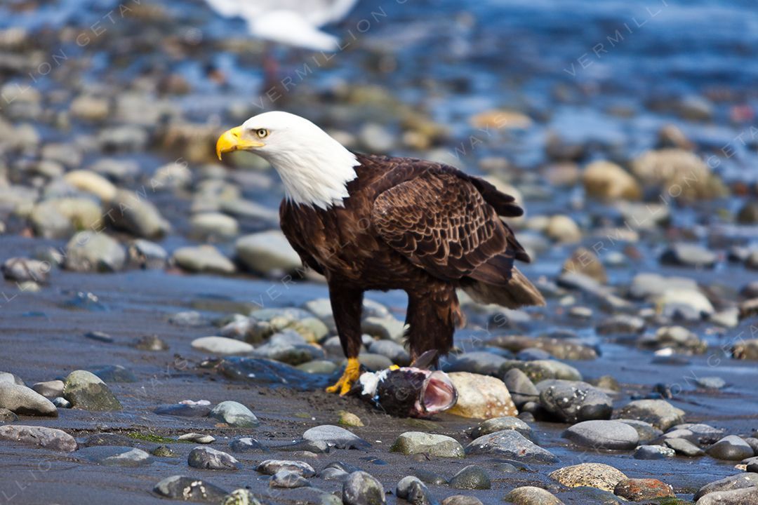 Bears, Eagles & the Last Frontier — photograph by Hari Iyer