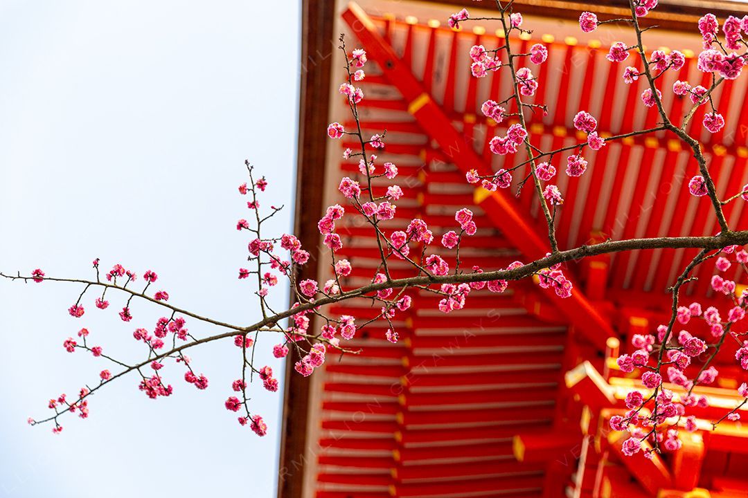 Japan — photograph by Hari Iyer