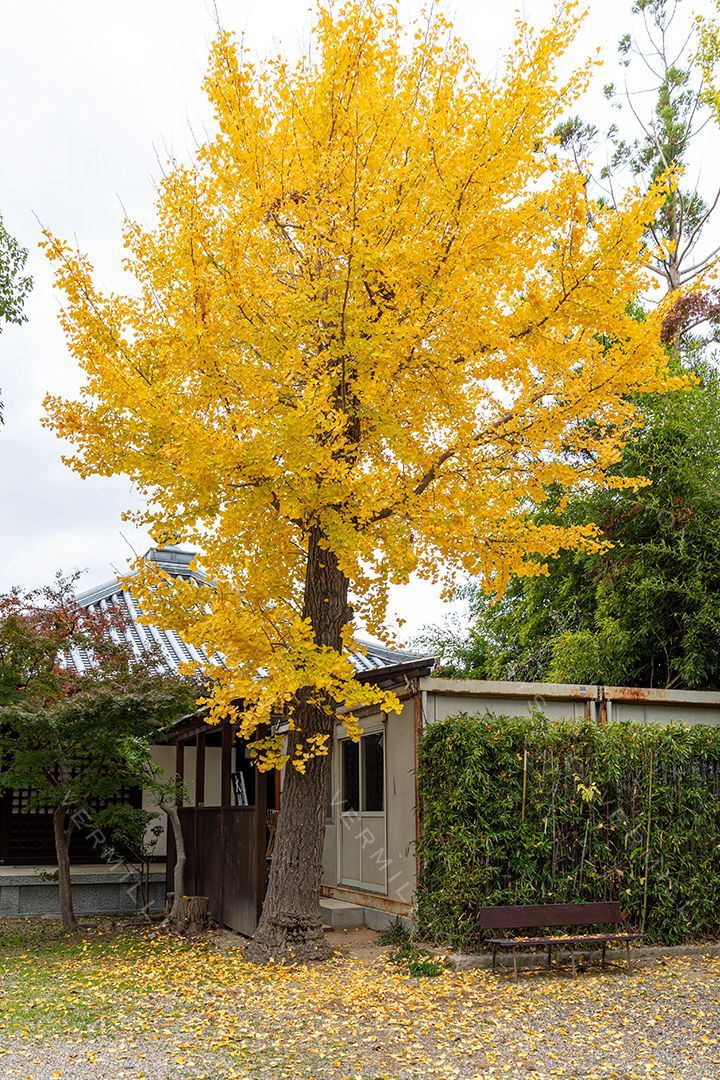 Japan — photograph by Hari Iyer