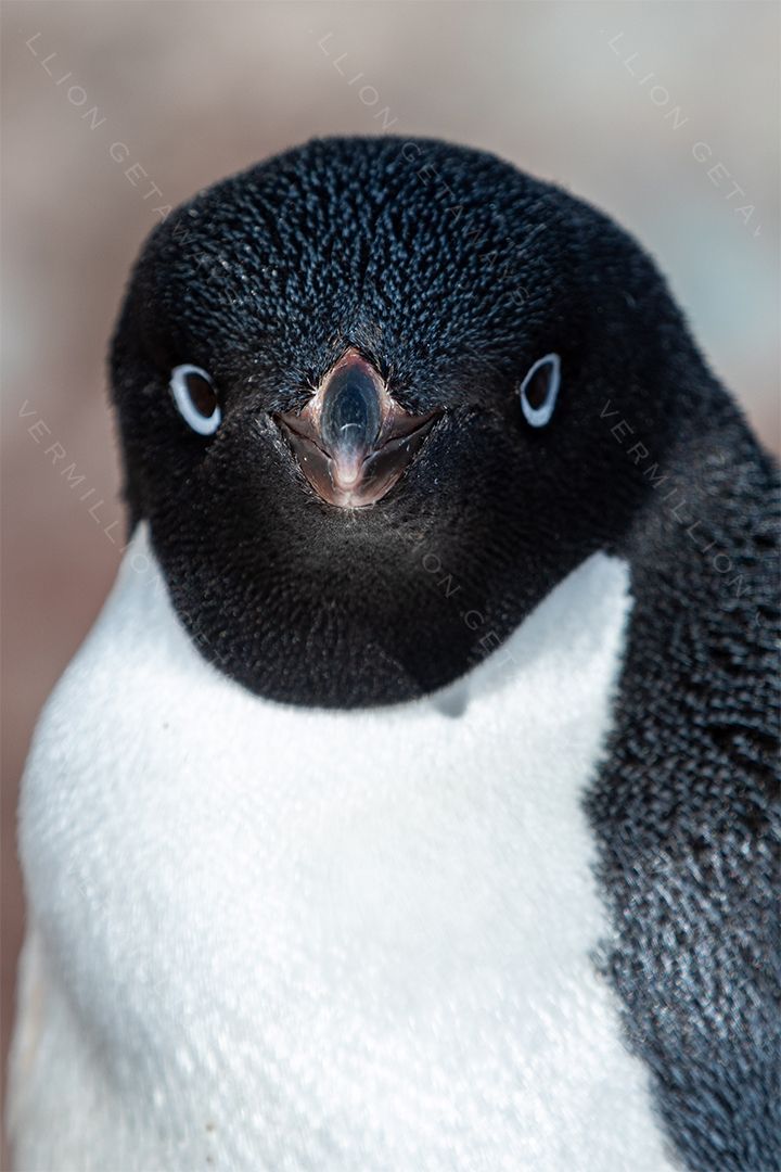 Antarctica &mdash; The White Continent — photograph by Hari Iyer