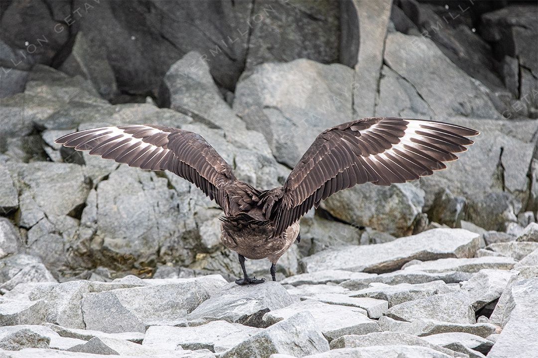 Antarctica &mdash; The White Continent — photograph by Hari Iyer