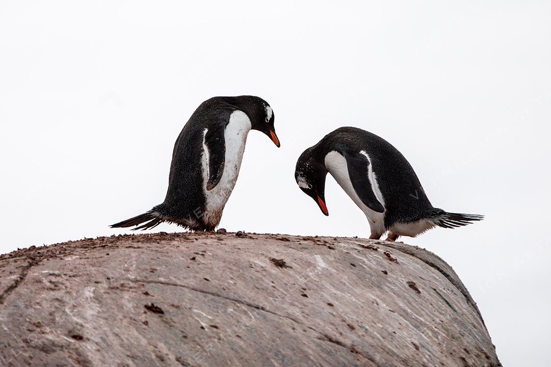 Antarctica &mdash; The White Continent — photograph by Hari Iyer