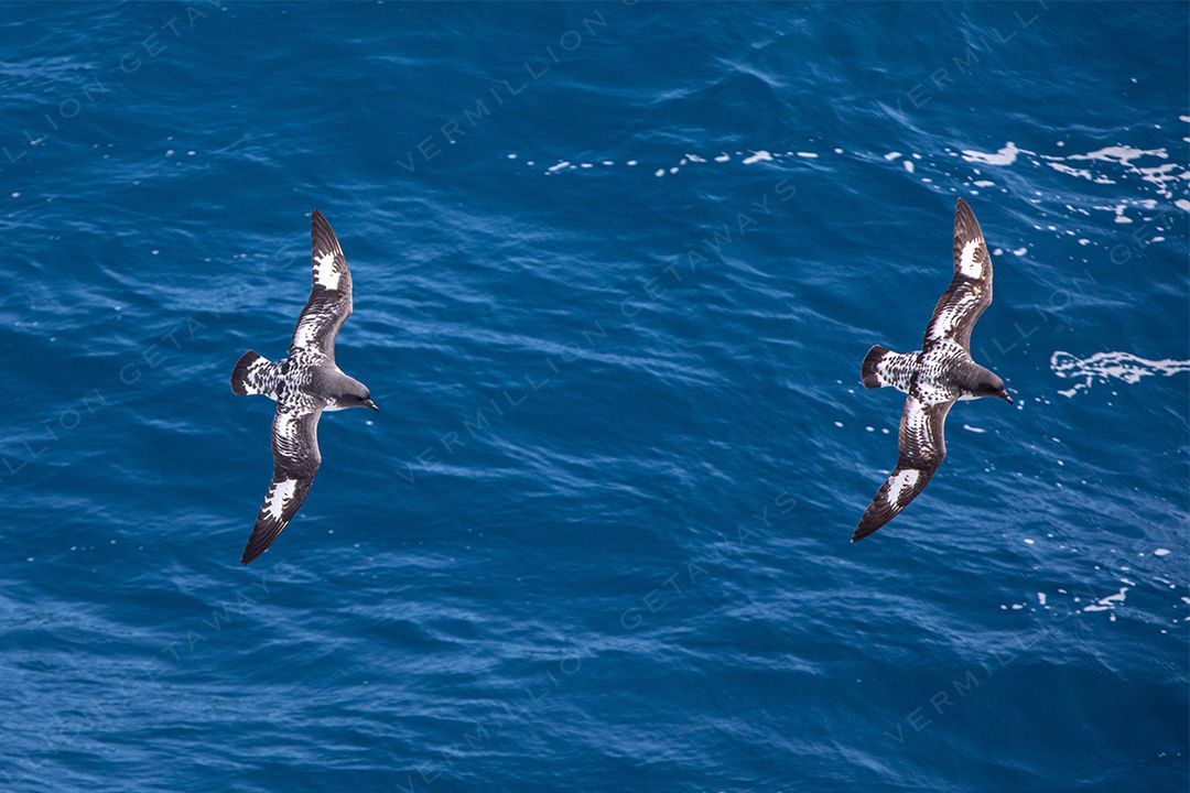 Antarctica &mdash; The White Continent — photograph by Hari Iyer