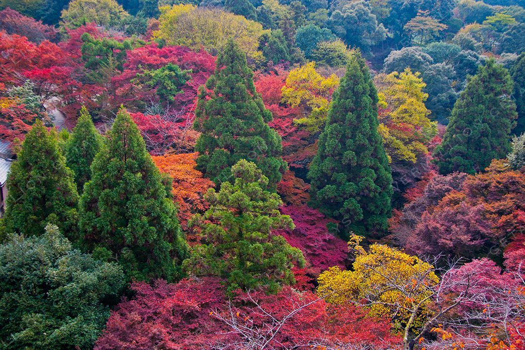 Japan — photograph by Hari Iyer
