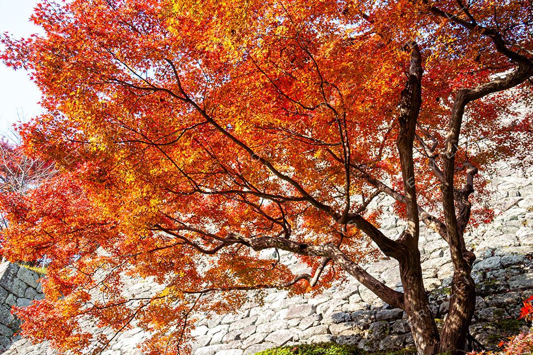 Japan — photograph by Hari Iyer