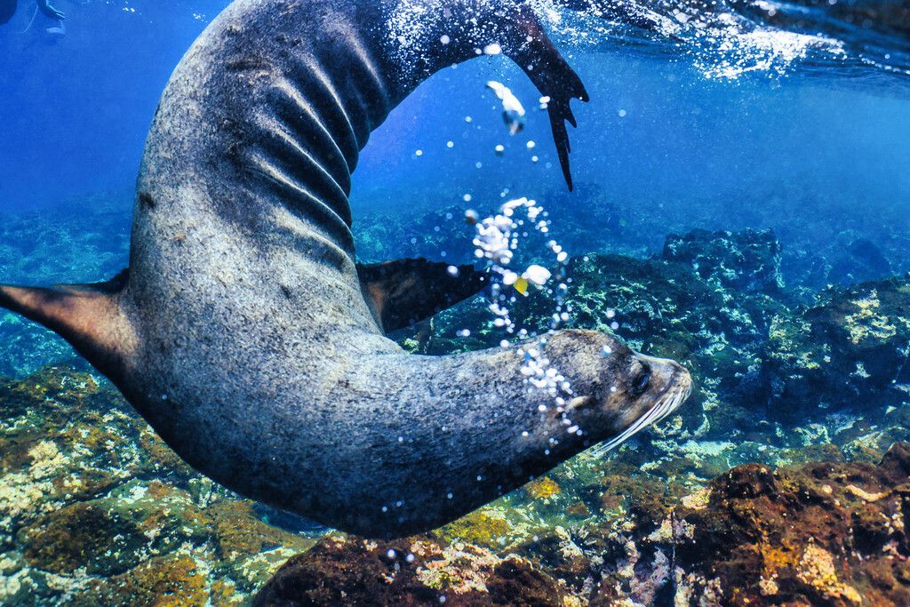 Champion Islet, Galápagos