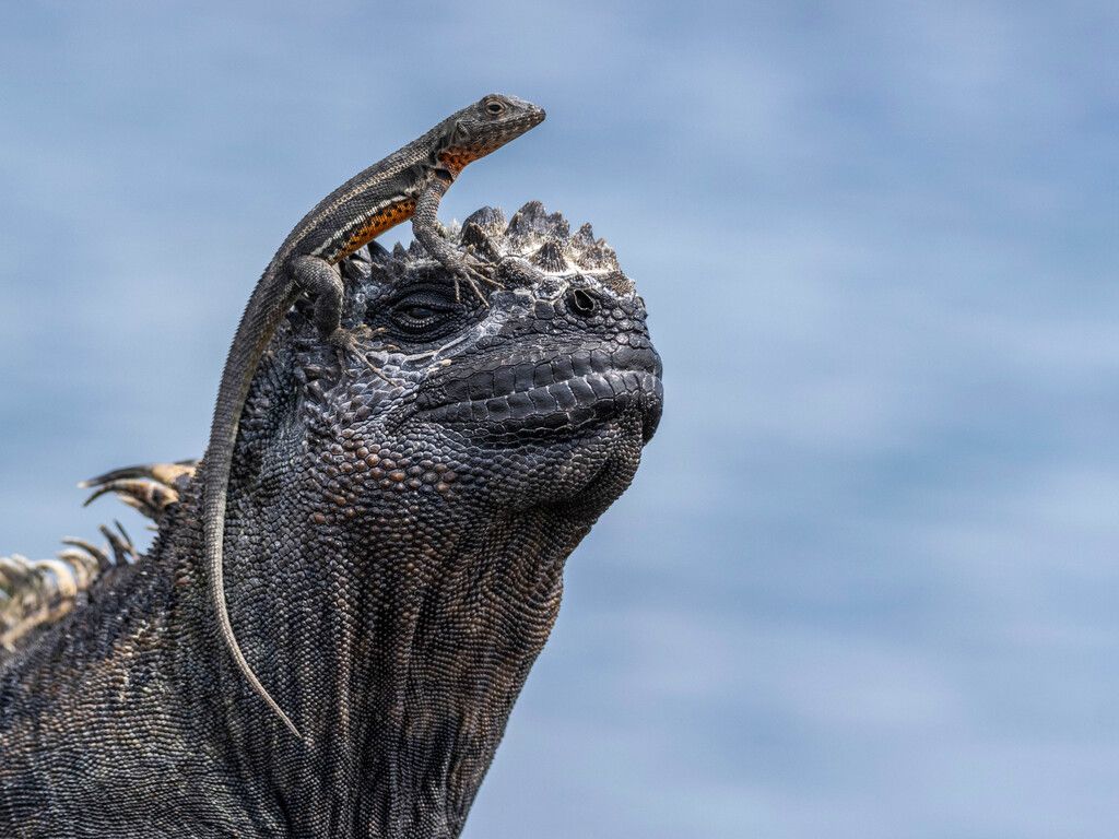 Fernandina Island, Galápagos