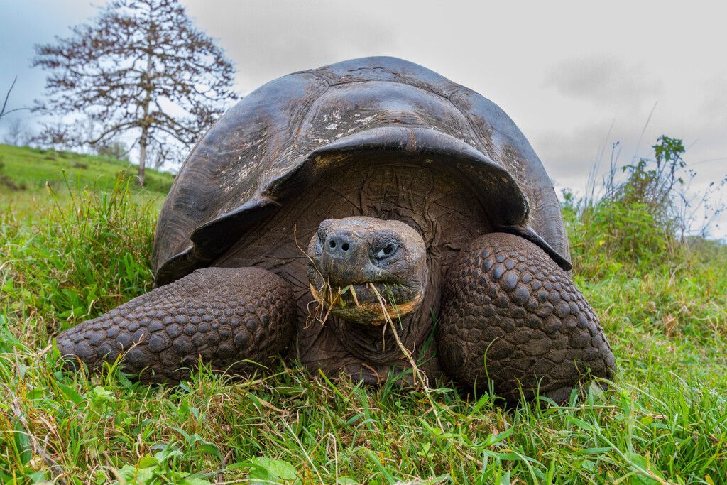 Santa Cruz Island, Galápagos