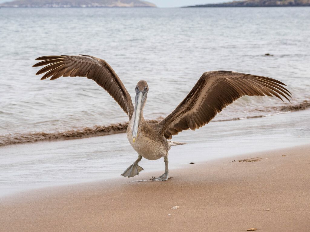 Santiago Island, Galápagos