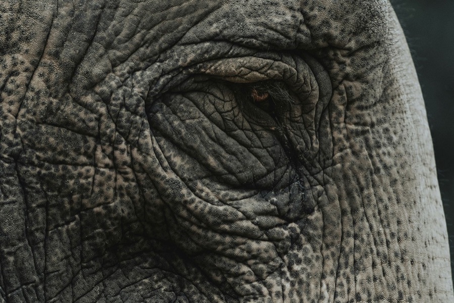 Wildlife conservation