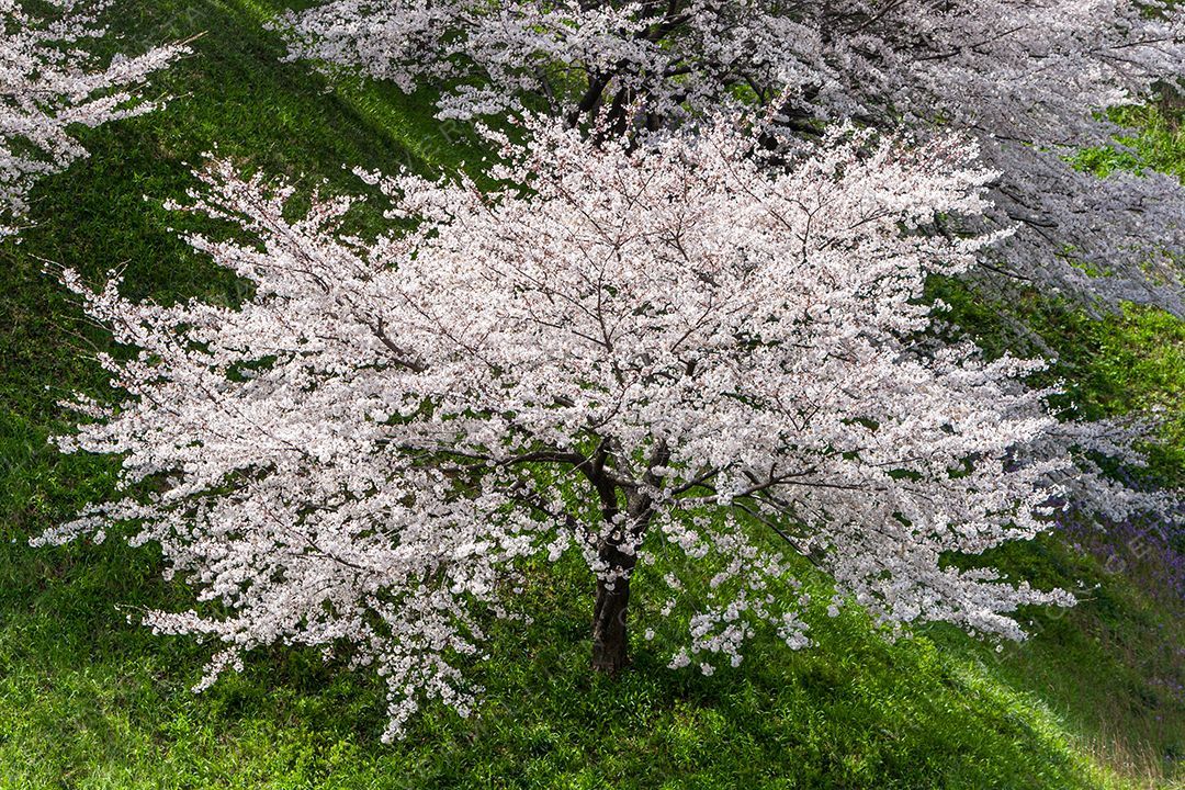 Cherry blossom in Japan