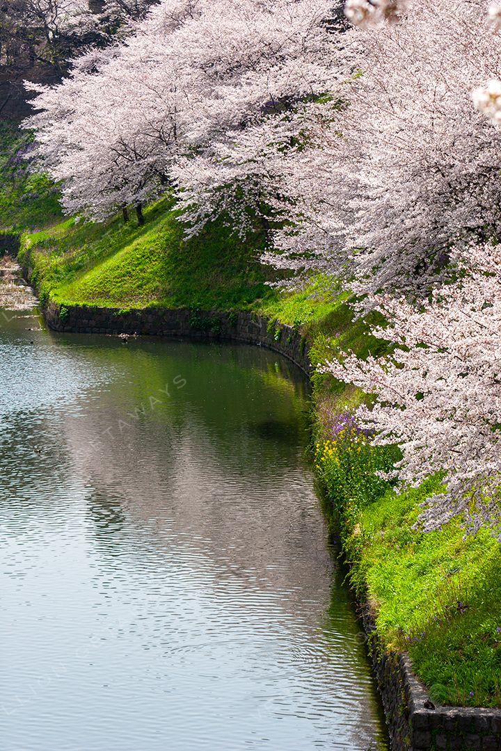 Japan — photograph by Hari Iyer