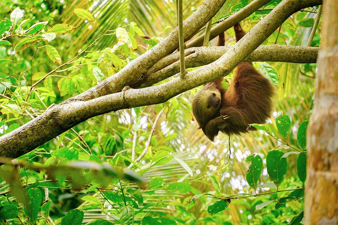 Costa Rican rainforest